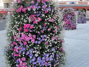 Fleurs de ville (3)