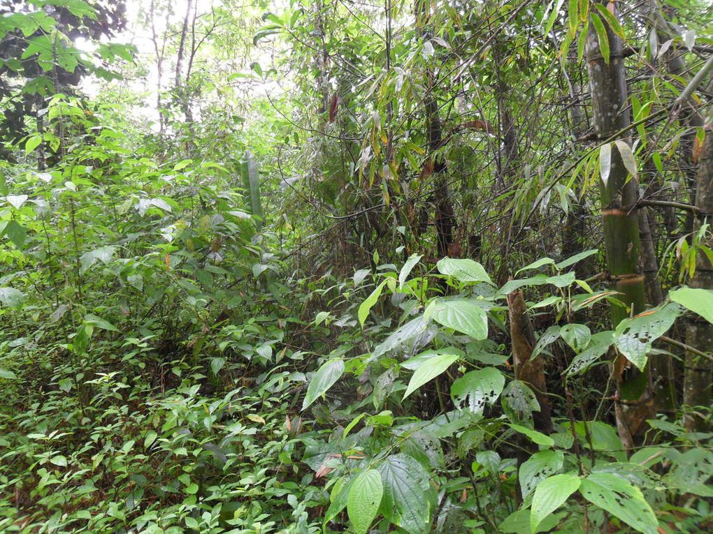 Bosque de Pacoche (28 septembre)