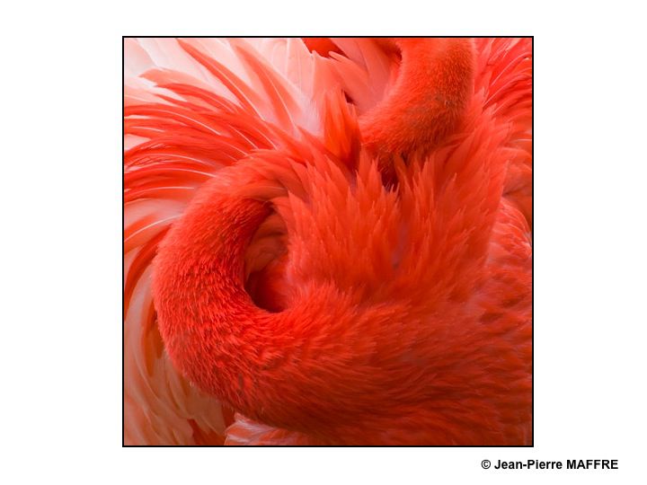 Que de plumes ! Moulin rouge, Folies Bergères, Lido ? Raté : Flamants roses tout simplement.