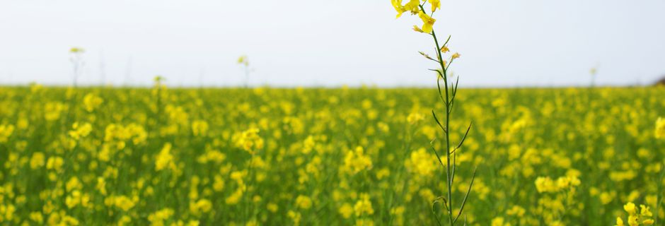 La nouvelle politique agricole européenne sera-t-elle plus verte et plus juste? 