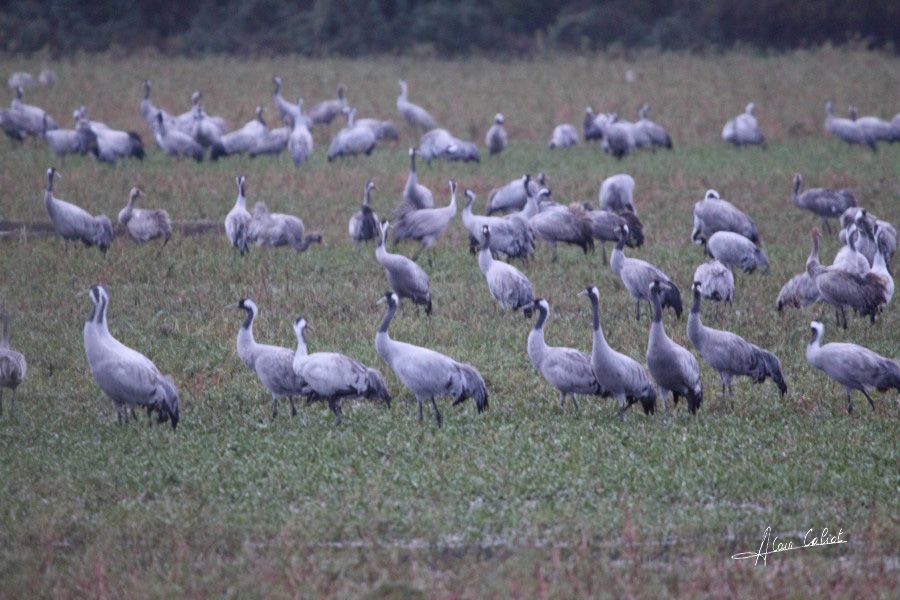 Grues cendrées