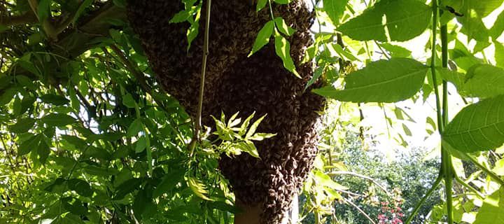 Récolte d'essaim d'abeilles