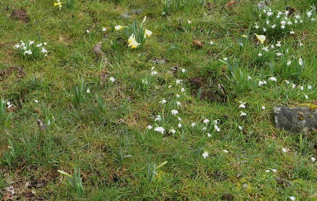 Jonquilles et perces-neige