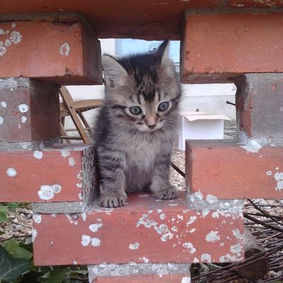 une chienne baby-sitter de chatons, au poil!