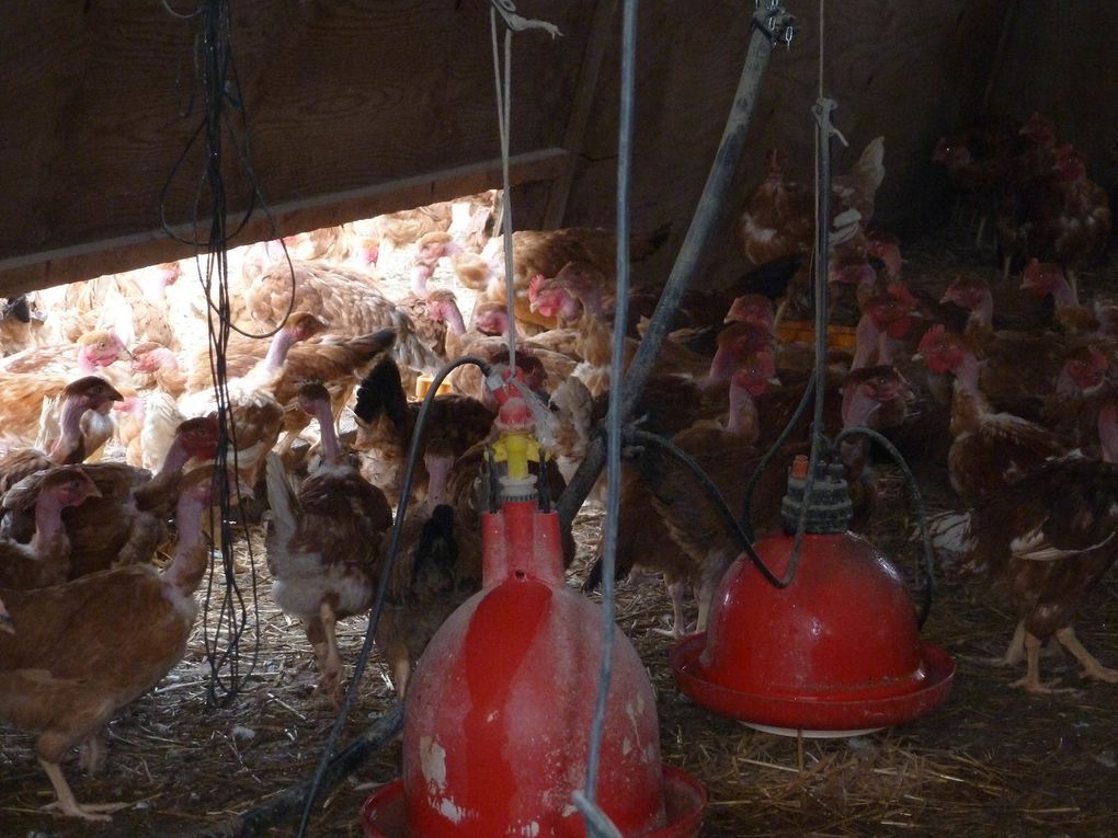 visite des champs de Gilles et nadine Przetak et de l'élevage de poulets et canettes de Corinne et Jean-Pierre Sicard. Une vingtaine d'amapiens présents !