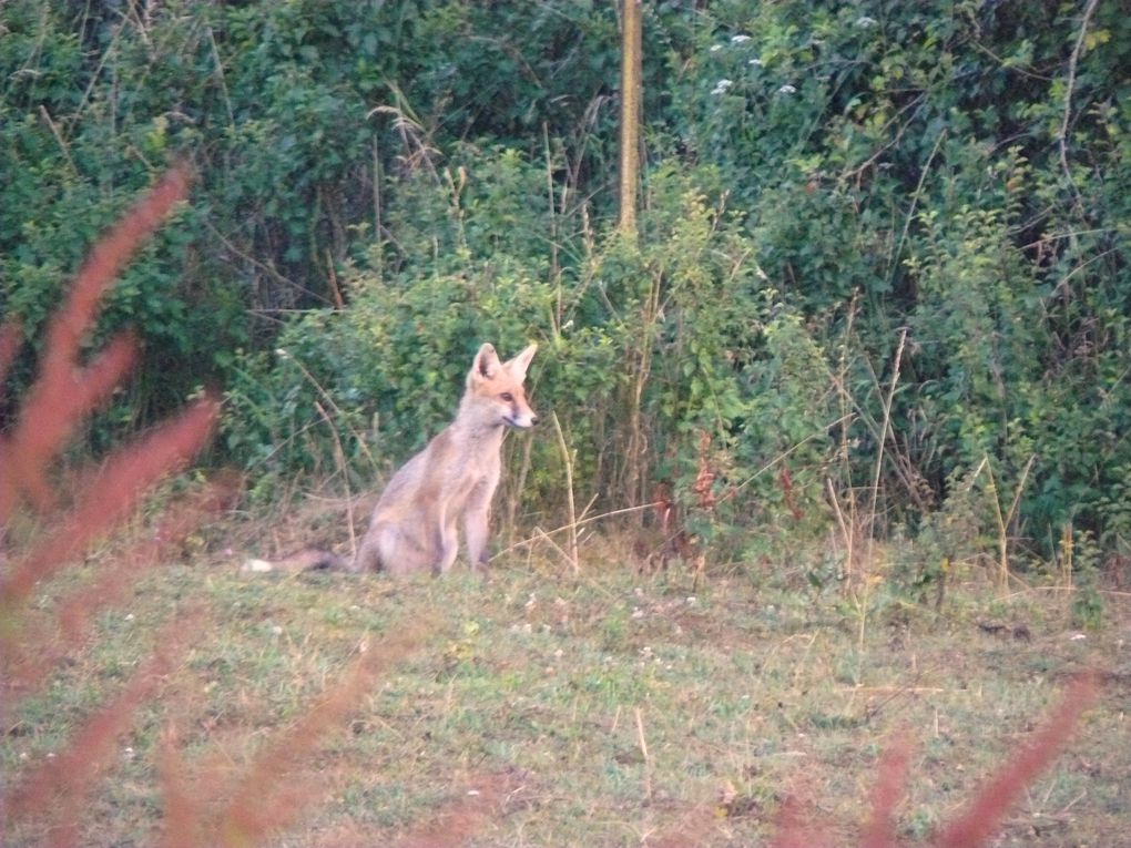 Faune sur le chemin des Altroses de Marange à Ternel