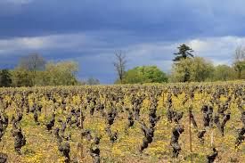 #Syrah Producers Maine Vineyards