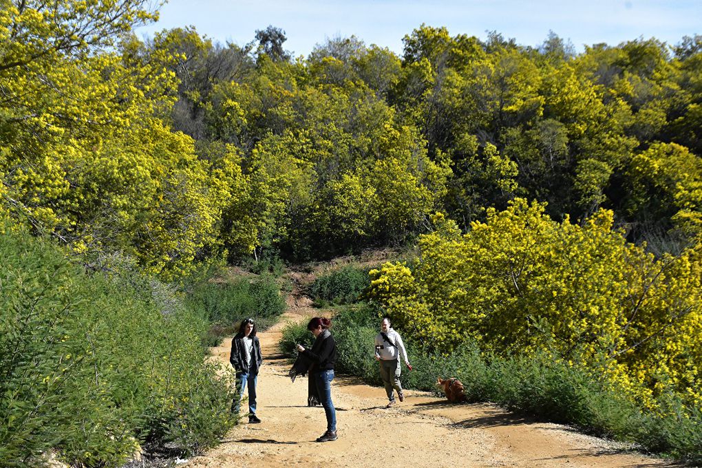 SUR LA ROUTE DU MIMOSA: GRASSE-MANDELIEU