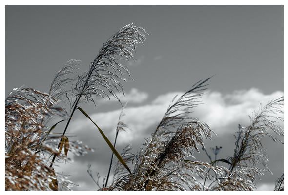 Album - En-Noir-et-Blanc