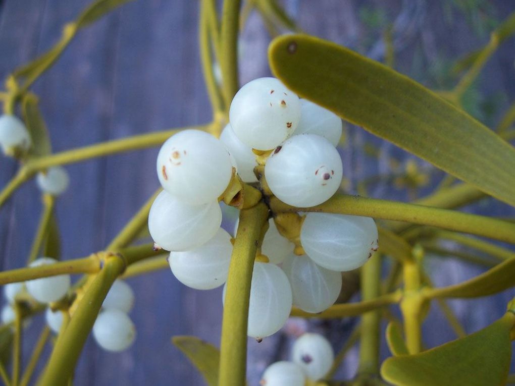 Photos personnelles libres de droits de plantes