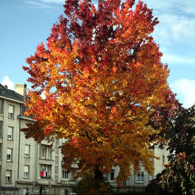 Les plantes de terre de bruyère