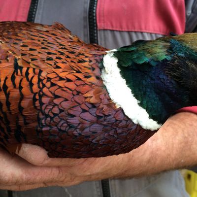 En Charente, le gibier est prêt avant l'ouverture de la chasse…