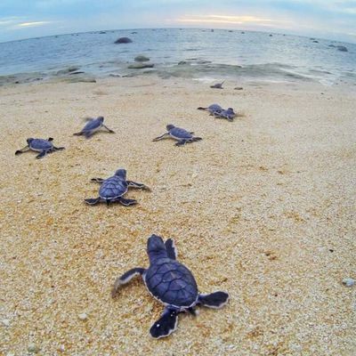 Sur l'île Raine plus de 99% des tortues vertes deviennent des femelles