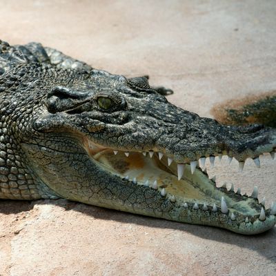 En Australie, un crocodile a dévoré un sexagénaire