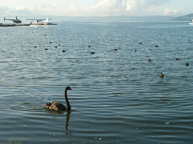 Album - Rotorua