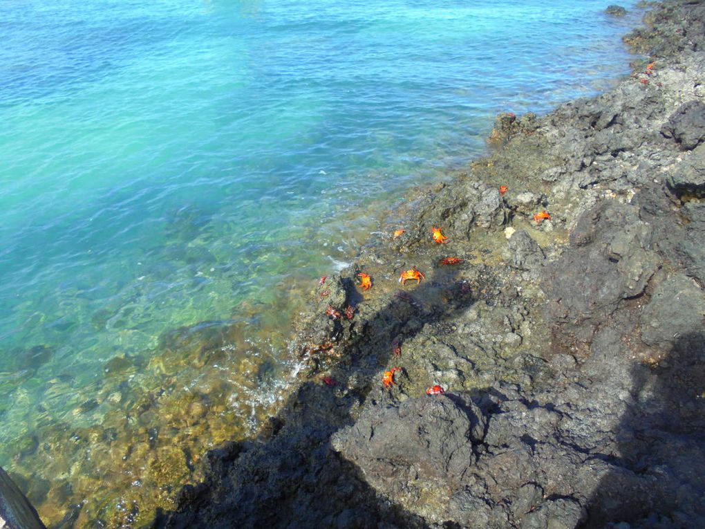 Archipel des Galápagos - un rêve éveillé