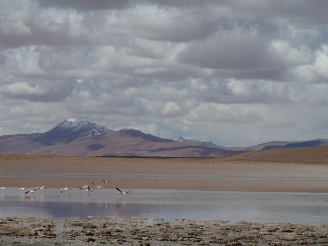 De San Pedro de Atacama a Tupiza, le sud Lipez (lagunes, désert de Dali, vizcacha...)
