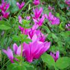 Encore des Cyclamens sauvages