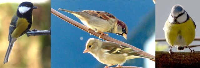 Mais où sont passés les oiseaux ?