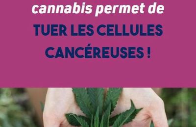 Comment le CBD provoque-t-il la mort des cellules cancéreuses ?