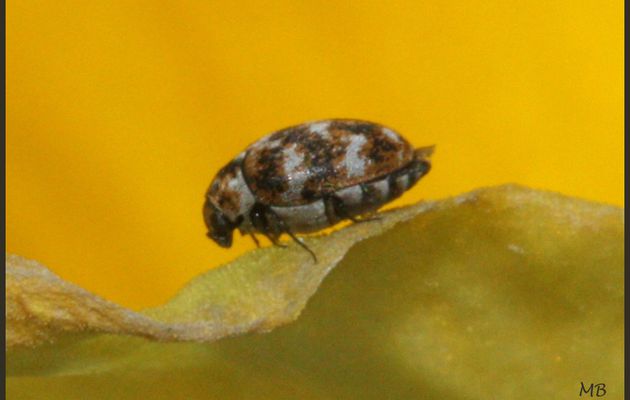 Anthrenus verbasci