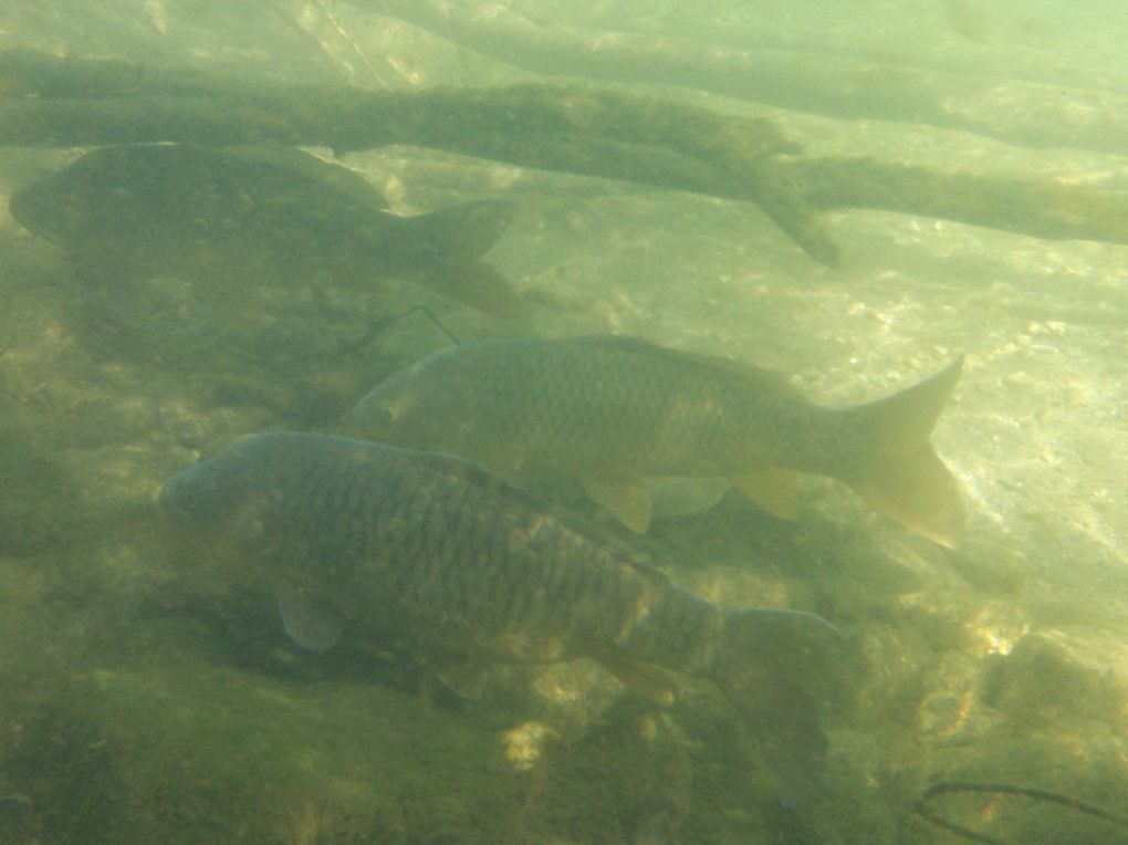 Une série de photos de carpes prise a la mouche