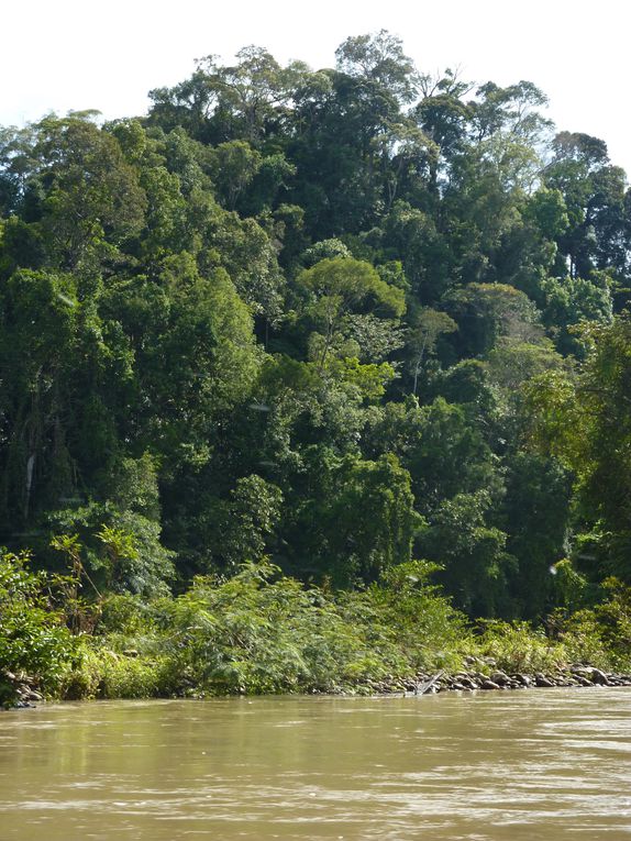 Ulu Temburong national park, et Bandar Seri Begawan, capitale du Brunei