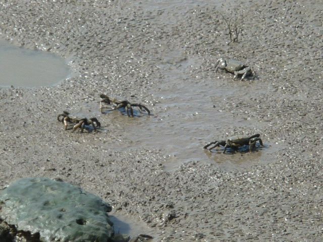 Album - 20.Australie-East-Coast