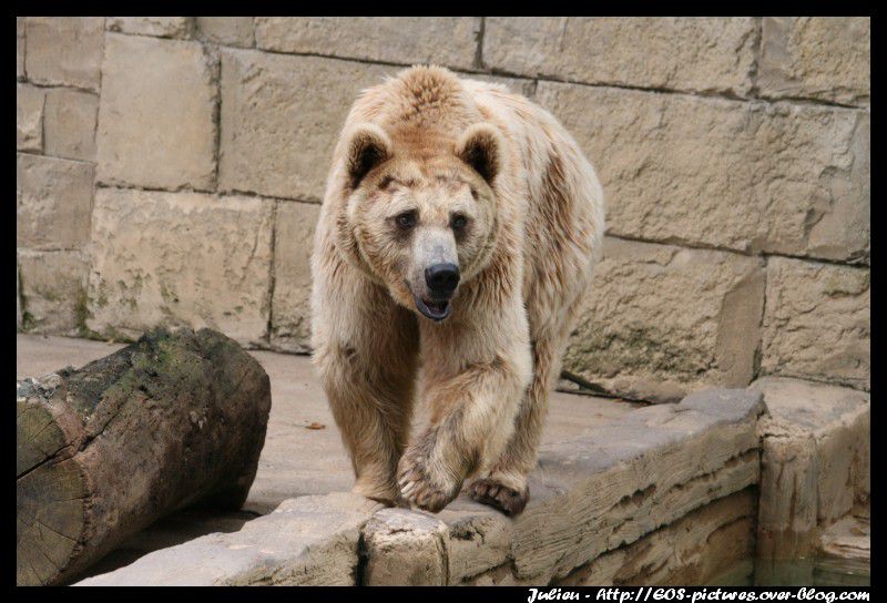 Photos du parc zoologique d'Amnéville prises durant l'année 2009.