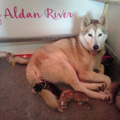 Gusta Of Aldan River : sa première portée 