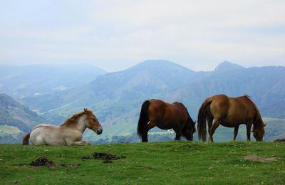 Oilandoi / Oylarandoy depuis Baïgorry ( Pyrénées-Atlantiques 64 ) AA Rando