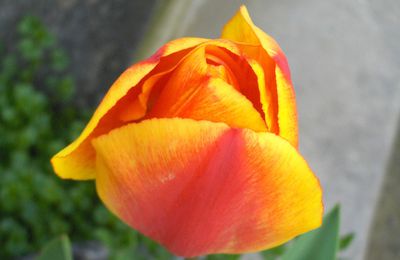 Tulipe