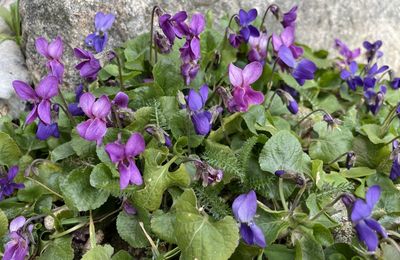 Sortie Plantes, pédestre, gratuite, avec Odile