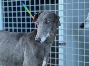 levrier d'Espagne galga  agée de 4 ans a adopter sous contrat associatif sos chiens galgos