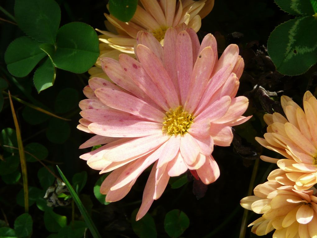 mes fleurs au jardin