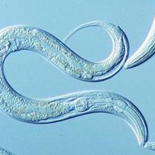 WormBook : The Online Review of C.elegans Biology