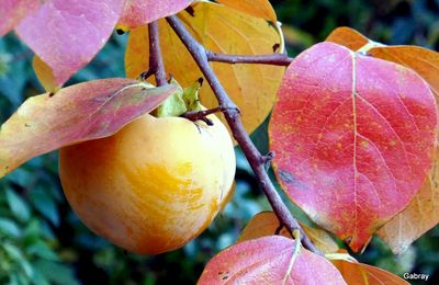 Plaqueminier en automne 