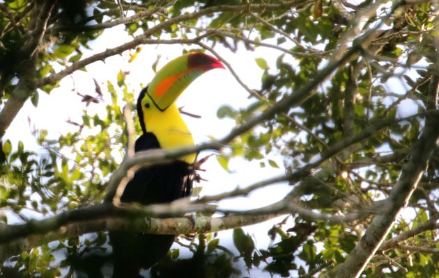 Yucatán : Réserve de biosphère et site maya de Calakmul