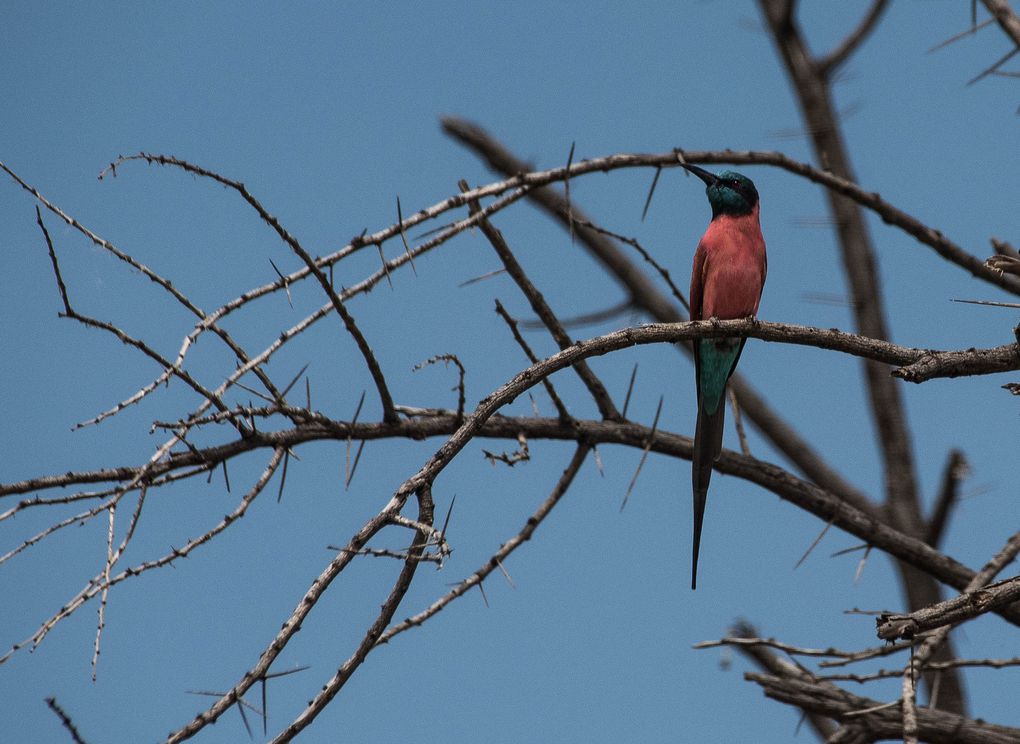 MASAÏ MARA, Lacs BARINGO &amp; BOGORIA - KENYA - OCTOBRE 2017