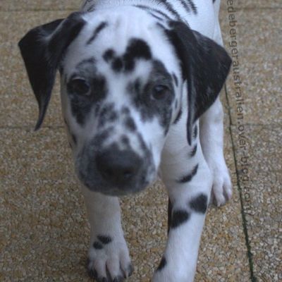 L'arrivée d' "itâche"