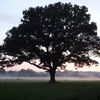 Haïkus de l'arbre