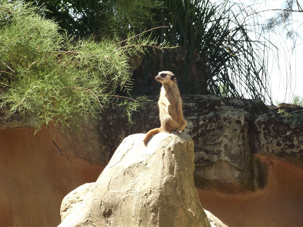 La plaine africaine est disposée sur plusieurs enclos. D'abord les antilopes, ensuite les plus petits petits mammifères (porcs épics et suricates) et enfin les grandes plaines africaines avec hippopotames, gnous, autruches, oryx, gazelles zèbres ...