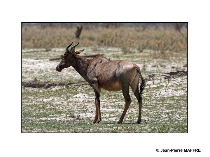 Les animaux sauvages sont chez eux au Botswana. Près de 40 % du pays est constitué de réserves et de zones protégées.