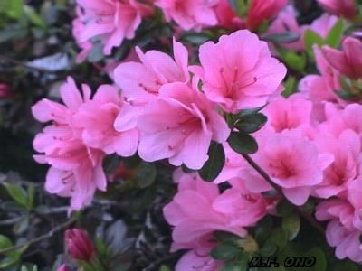 Divers aspects de la flore japonaise, qui est tr&egrave;s riche et vari&eacute;e&hellip;