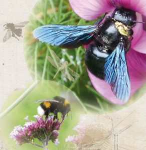 L’Agrion de l’Oise lance son 1er Concours Photo réservé aux photographes amateurs « Les Insectes de France »