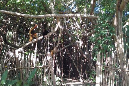 Visite de l'Arbre Sacré à Nosy Bé