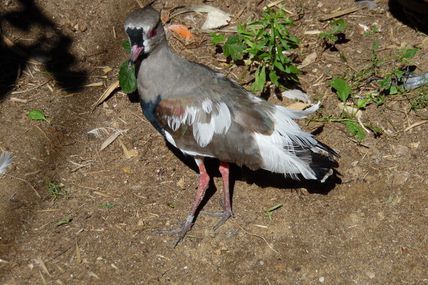 Le Jardin aux oiseaux, appelé aussi Zoo d'Upie 'Drôme'