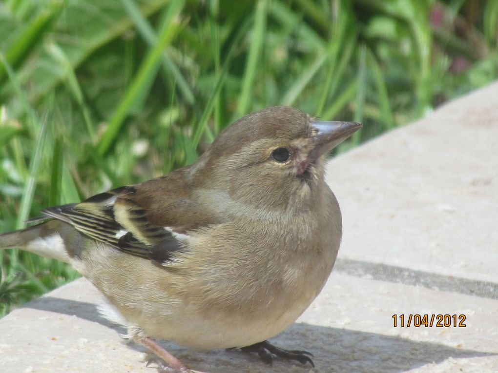 Album - les-oiseaux