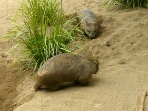 Hier die zweite Ladung an Bildern vom Australia Zoo sowie brandneu von der Lone Pine Koala Sanctuary - enjoy!!!!