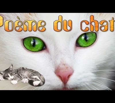 Poème du chat de Jacques Roubaud